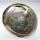 Abalone Shells