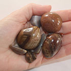 Petrified Wood